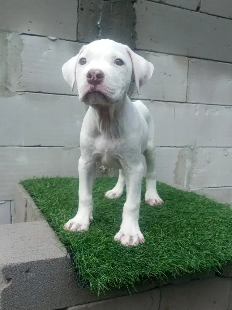 AMERICAN PITBULL ALLWHITE