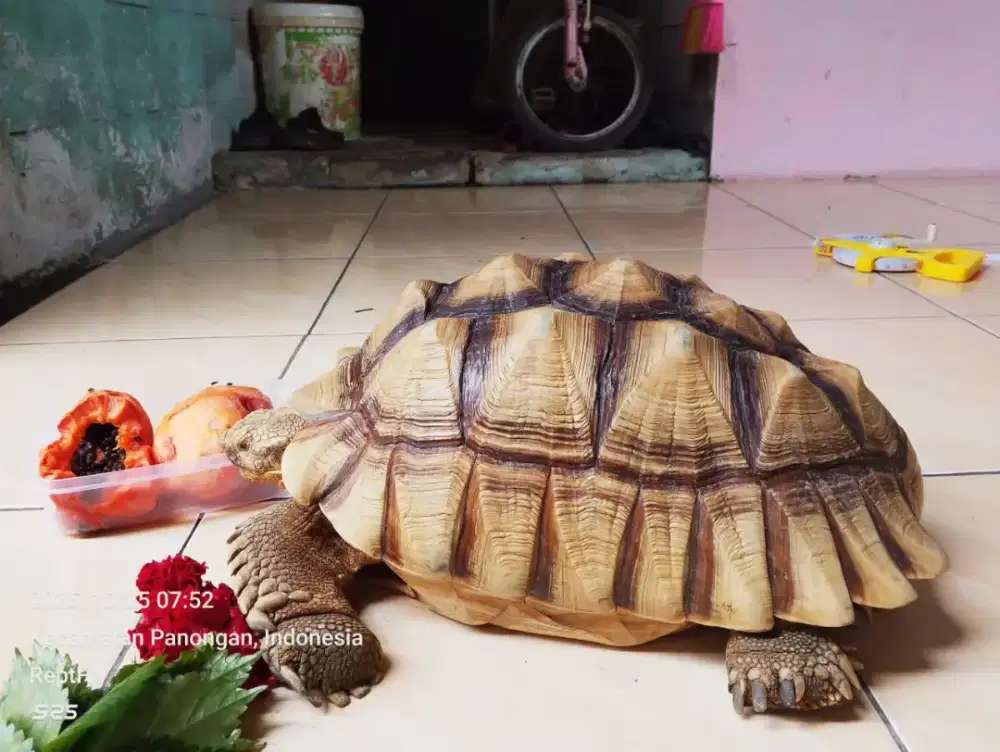 Kura-kura sulcata jantan size 42cm mulus