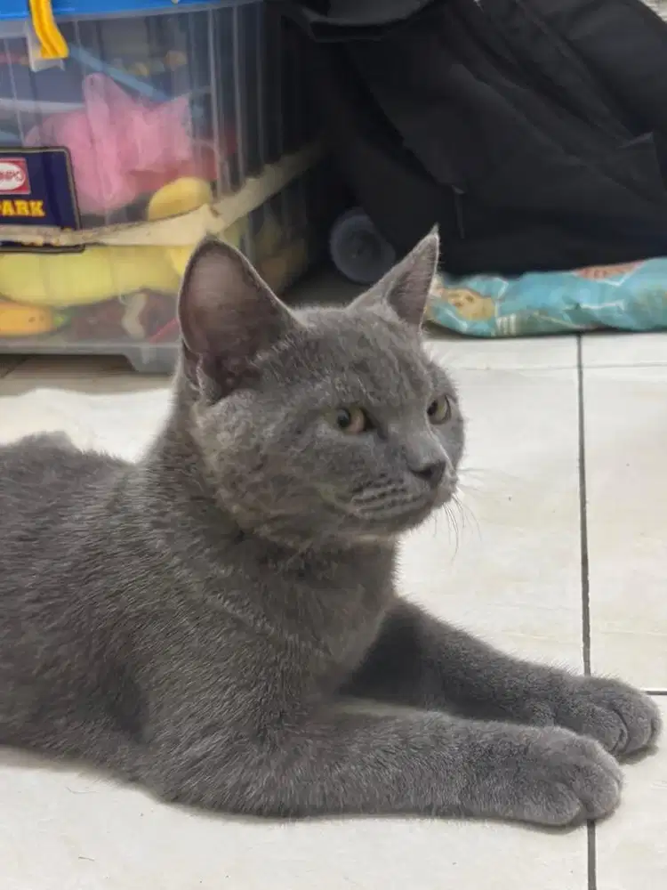 Kitten British shorthair Blue Solid