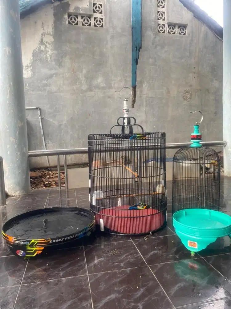 Jual borongan sangkar murai