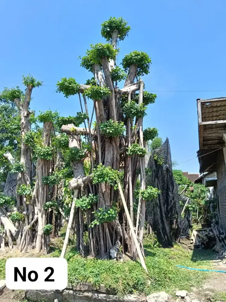 Jual bonsai dolar
