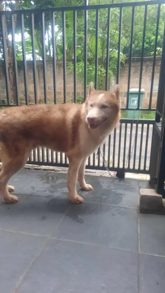 Free Adopt Siberian Husky