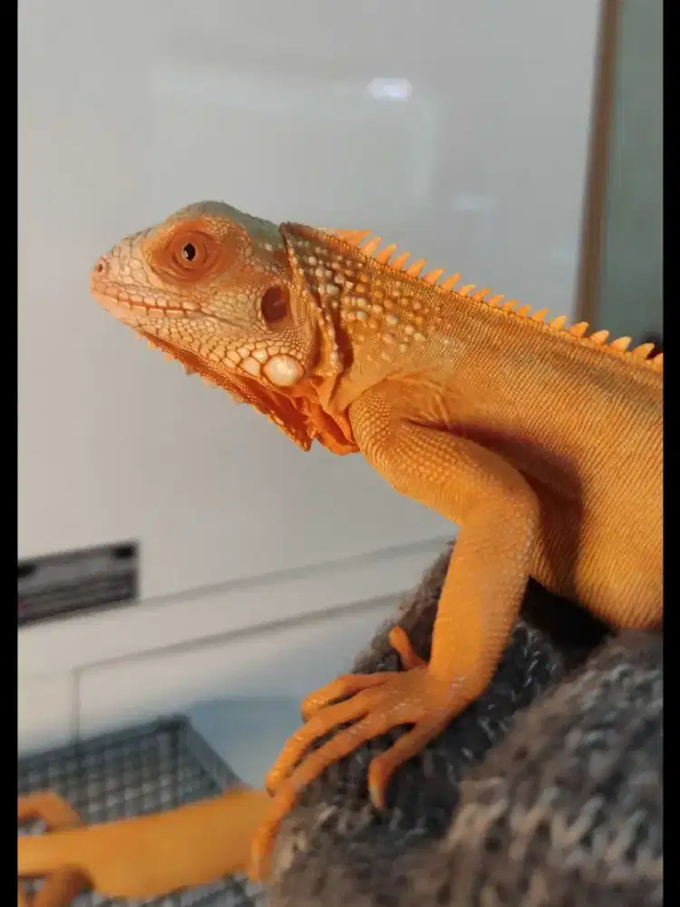 IGUANA RED ALBINO T- COLOMBIA 70CM