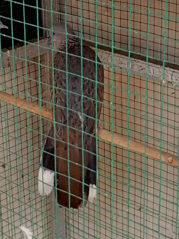 Tekukur jantan kuk1