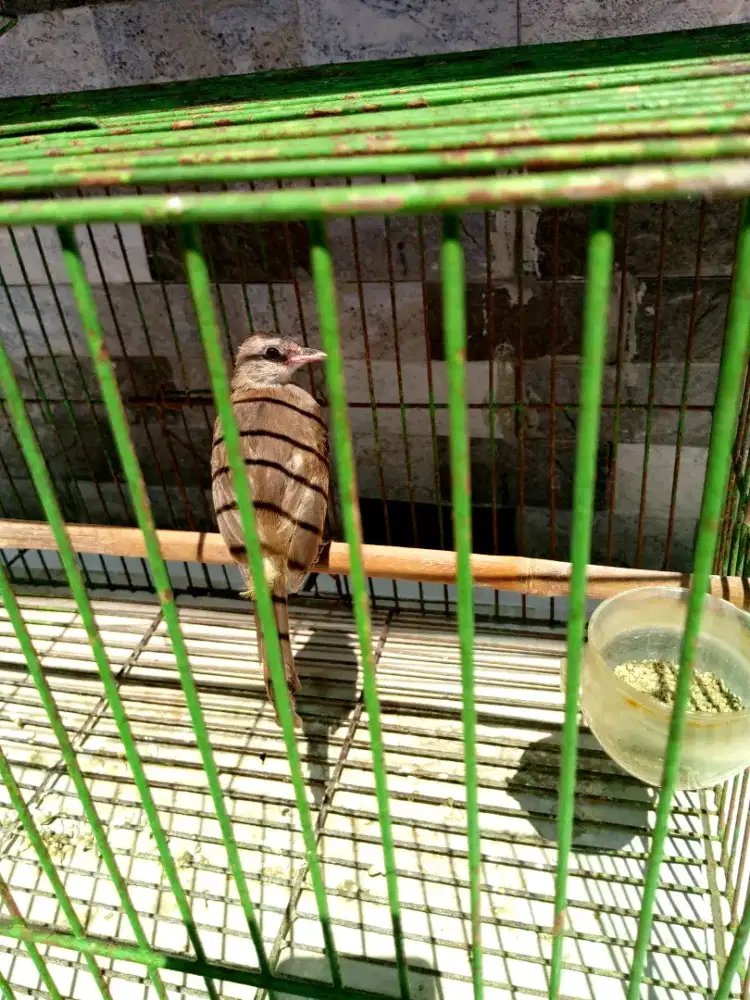 Burung trucuk jantan