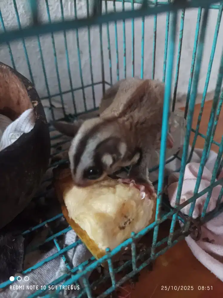sugar glider umur 2 bulan
