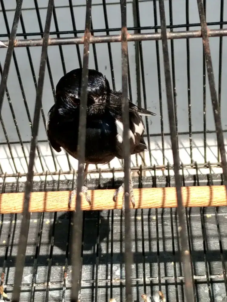 Kacer Jateng mapan