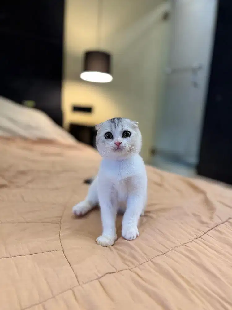 kucing scottish fold