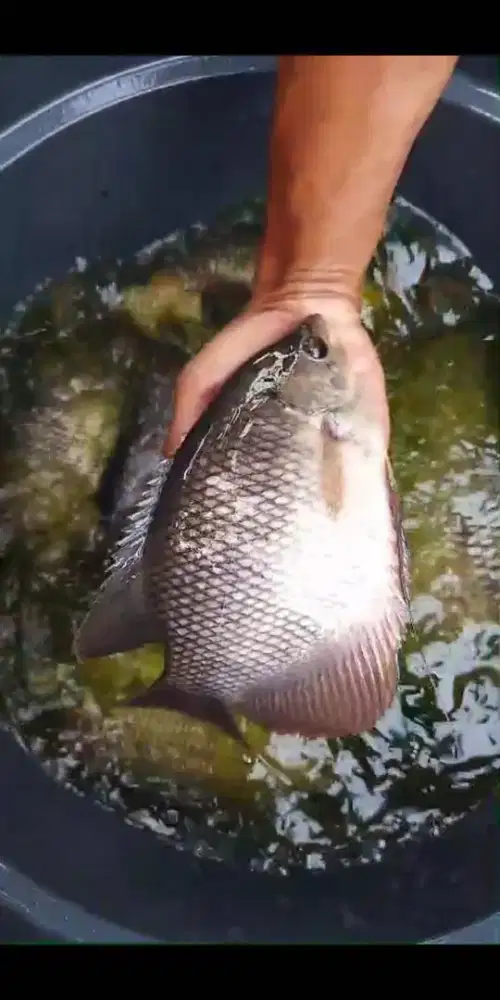 Jual ikan gurame dampal