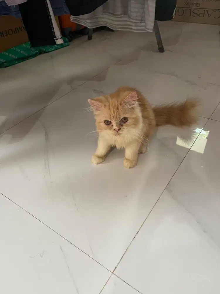 Lepas Adop Kucing kittenPersia