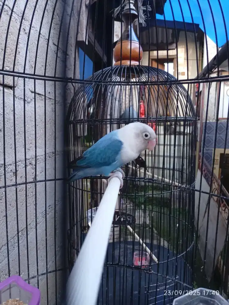 Burung lb warna cantik blue mangsi
