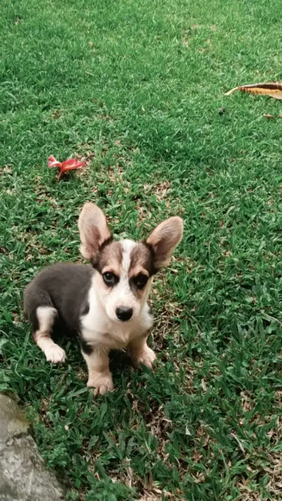 Anakan corgi jjantan