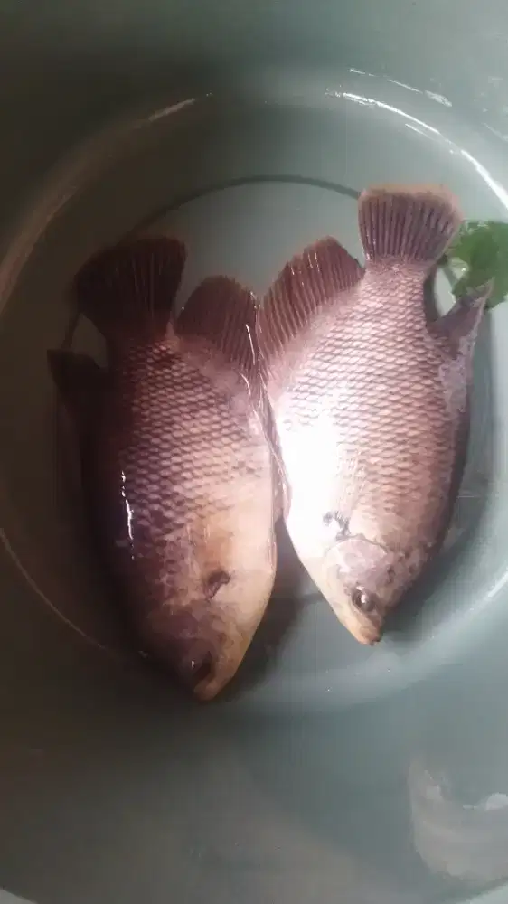 JUAL IKAN GURAME HIDUP
