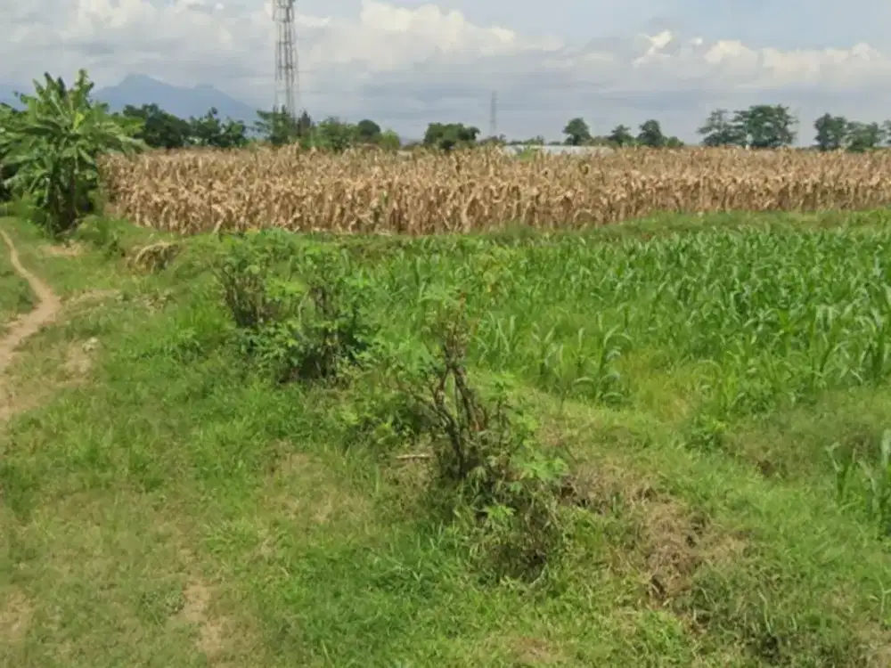 Tanah Murah Luas 766 m² di Gebog Kudus–Lokasi Strategis