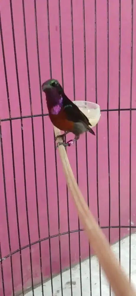 Burung kolibri ninja
