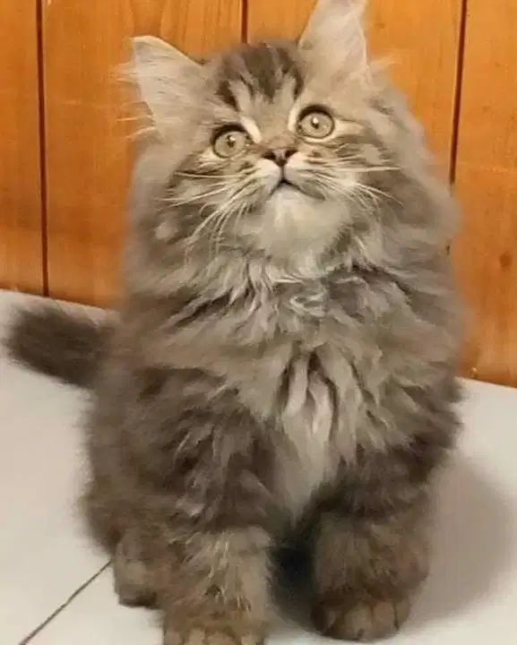 Kucing persian flatnose mujair