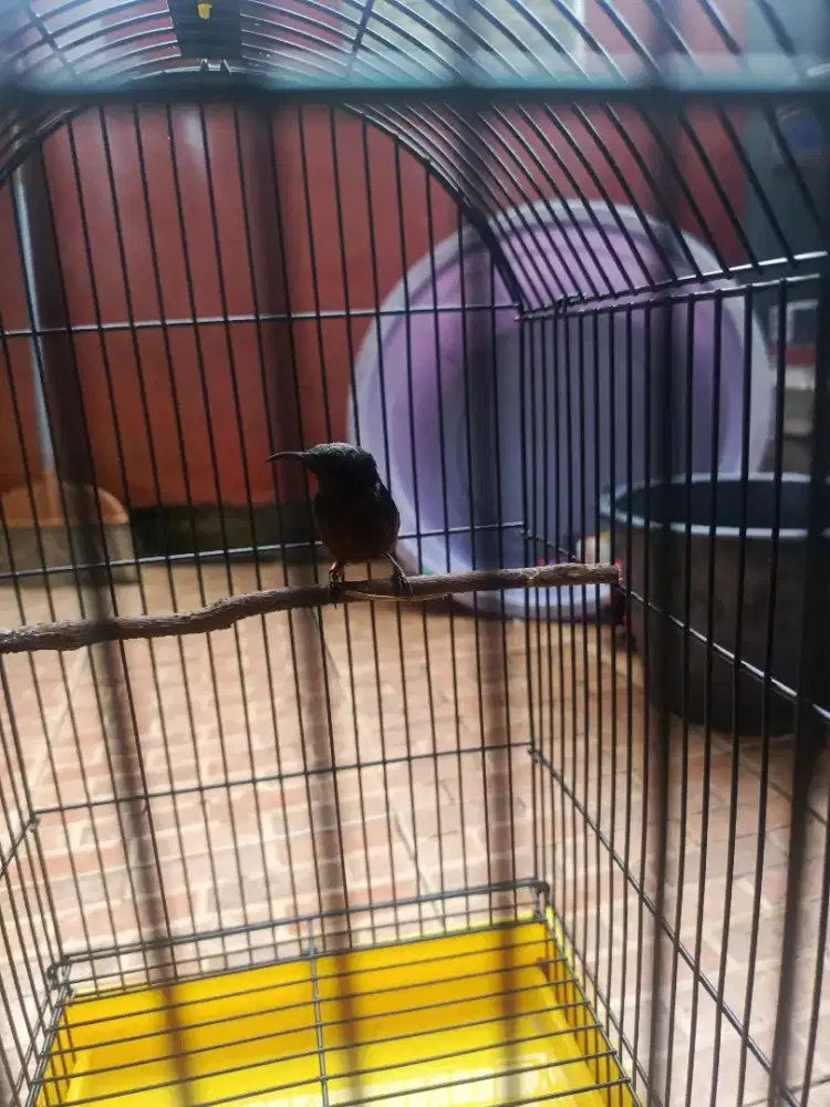 Kolibri mutasi dada coklat fullset