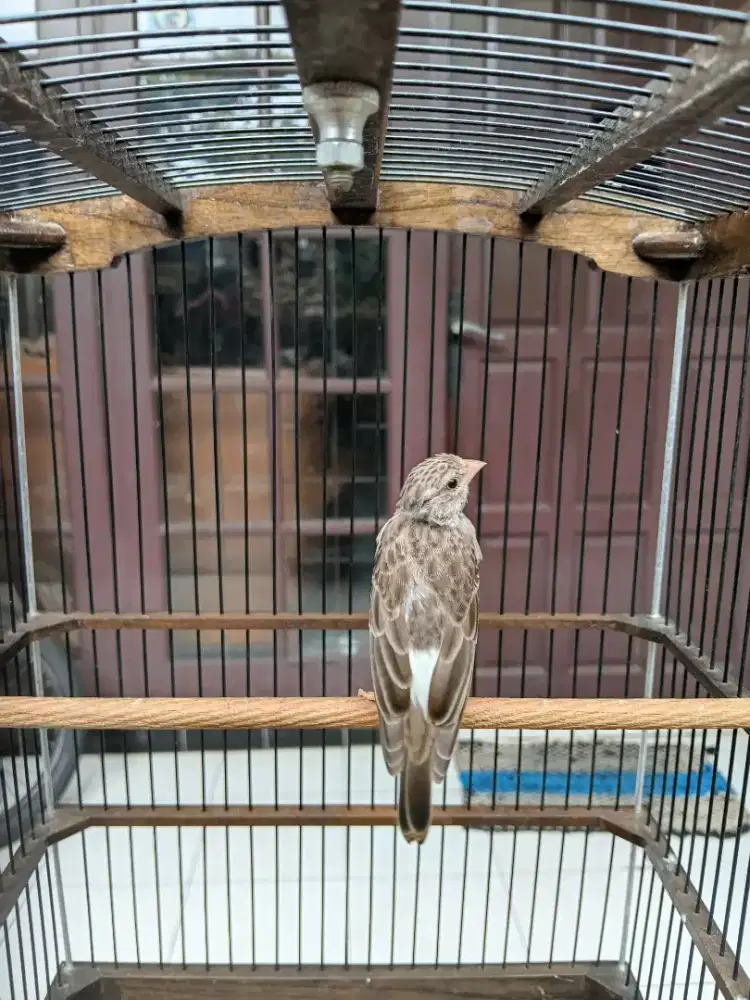 Burung Sanger Gacor Atas Bawah
