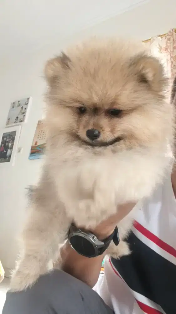 Mini pom coklat abu
