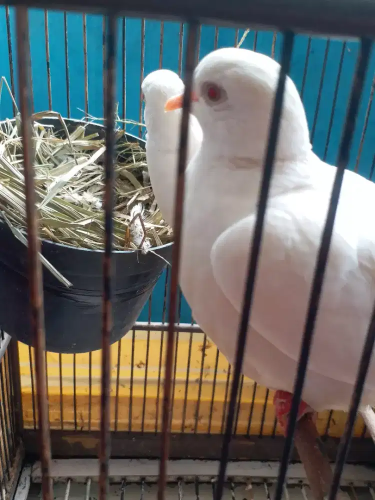 Sepasang puter mata merah lagi bertelur mau di jual aja burungnya aja