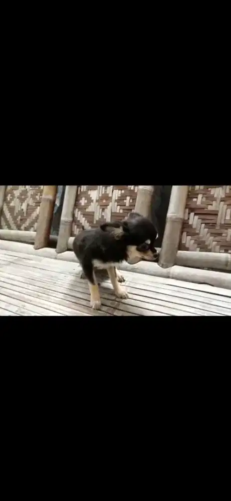 Cihuahua betina 4 bln