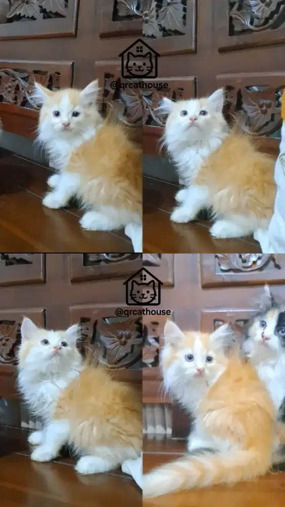 KITTEN PERSIA JANTAN 2.5 BULAN