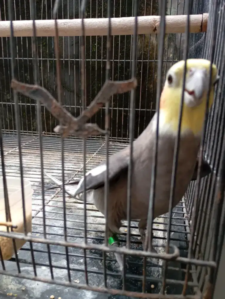 Falk jantan sehat,rajin nyiul