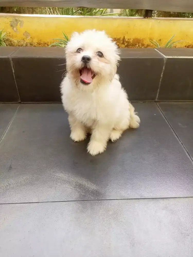 DIjual SHIHTZU MIX POODLE PUPPY