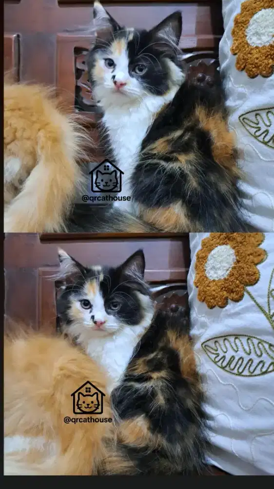 KITTEN PERSIA BETINA 2.5 BULAN