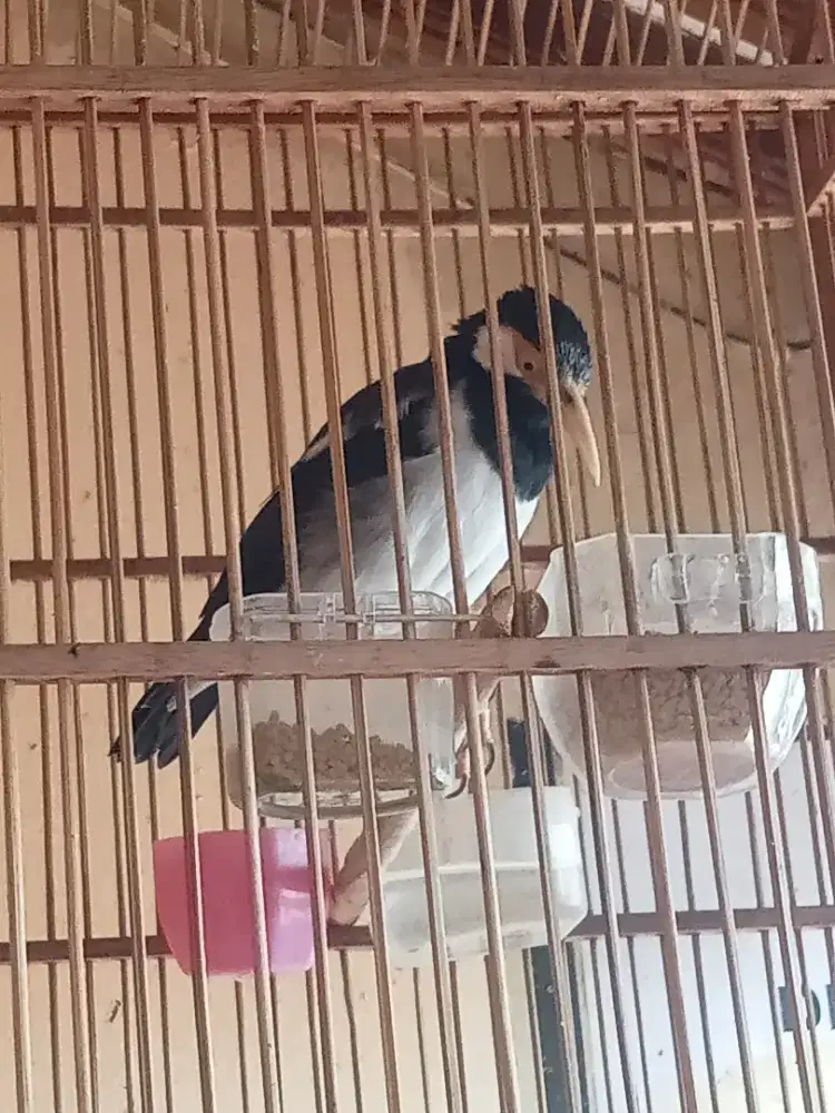 Jalak suren gacor harian