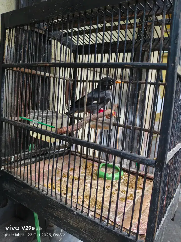 Jalak kebo harian brisik 120 sama kandang