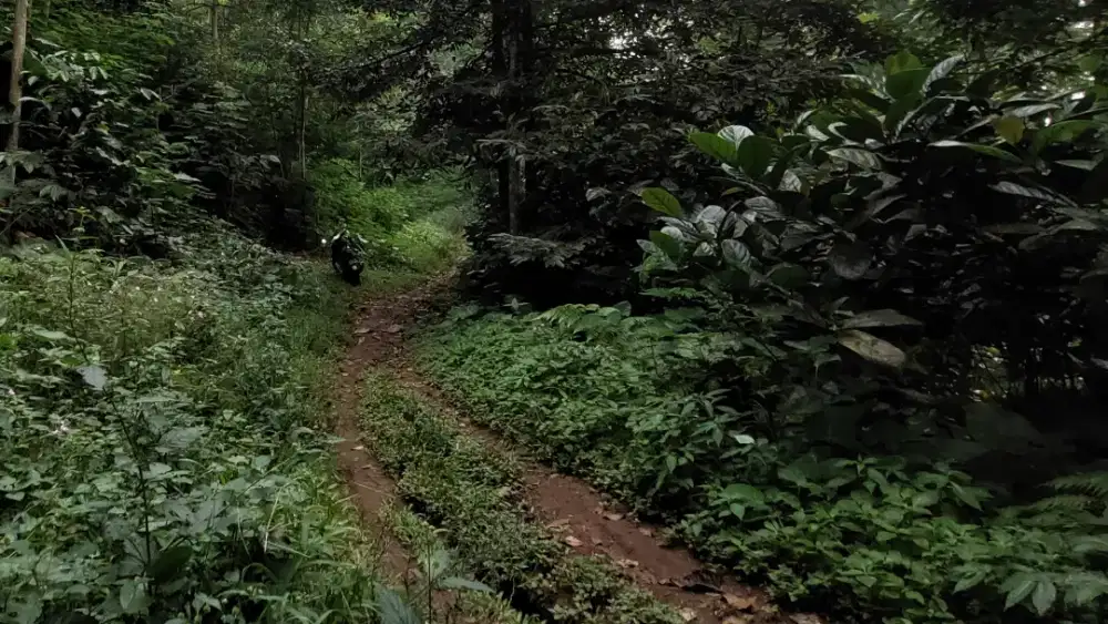 Dijual 2 bidang Kebun dekat Kampung