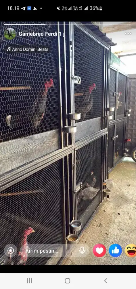 Ob dan rawat ayam bangkok khusus pengalaman