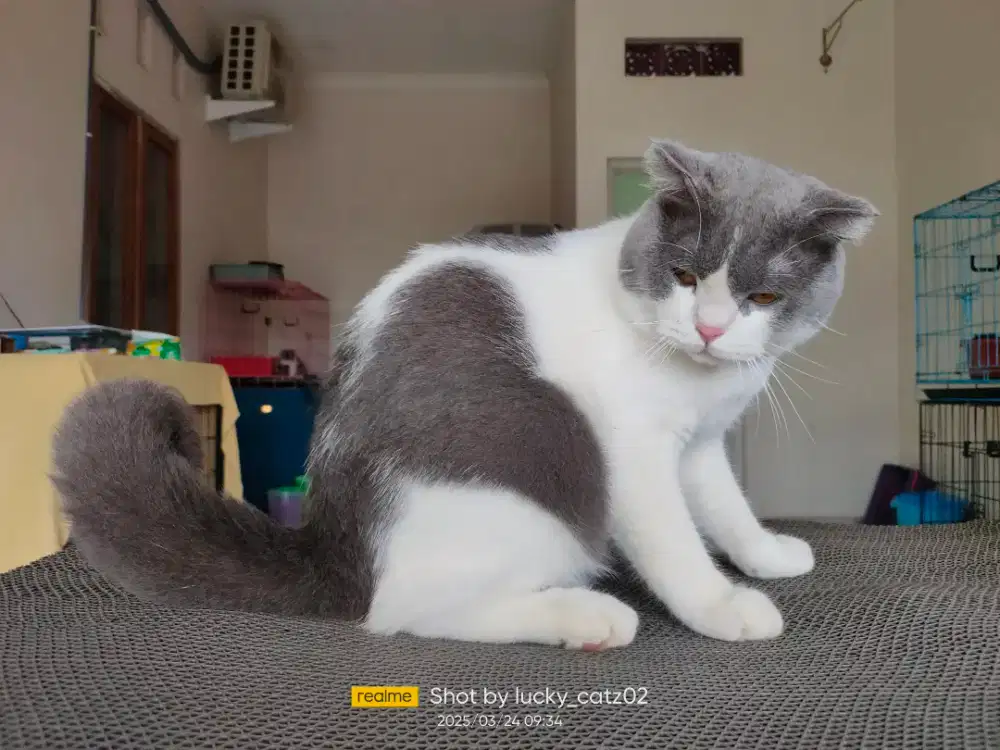 Kucing Scottish fold x bsh Jantan