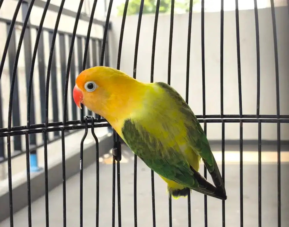 Lovebird BPE Biola Parblue Ewing
