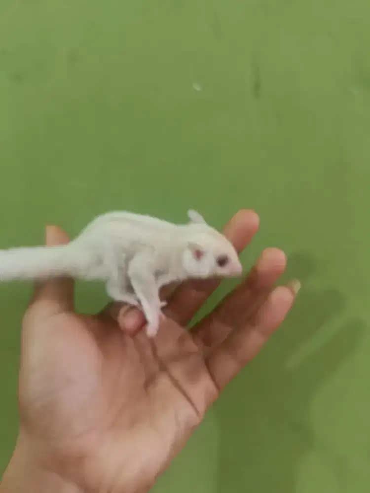 Sugar glider jenis cermino