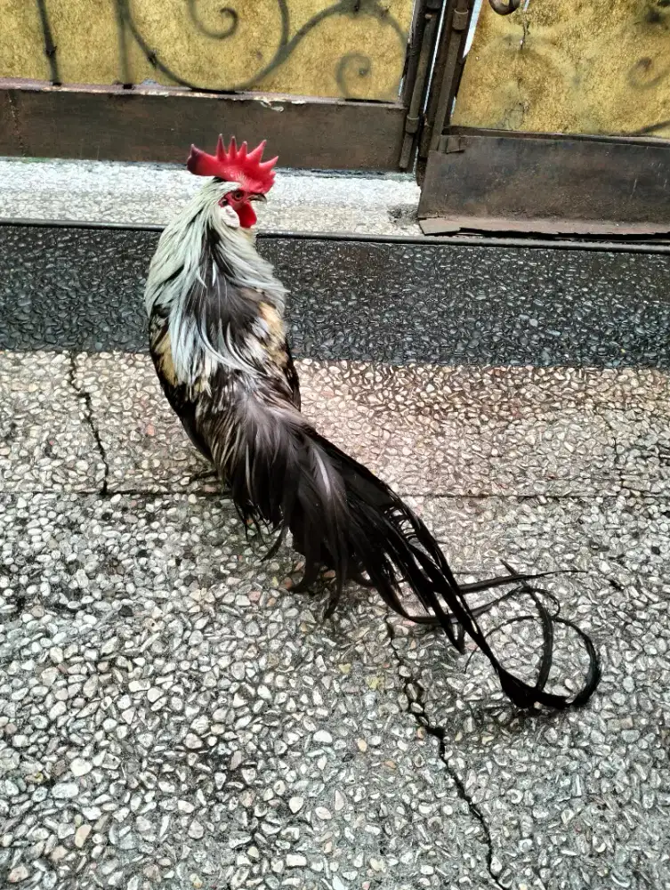 Ayam Onagadori Ekor Panjang - Jantan