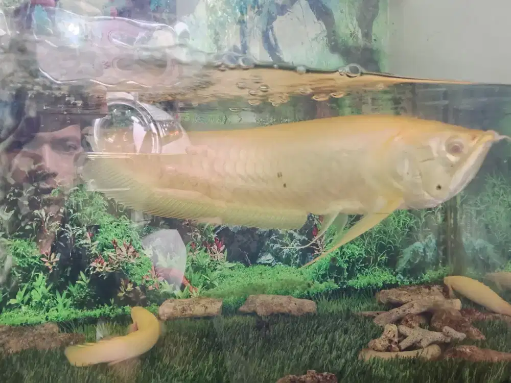 Ikan Arwana Silver Albino/Gold