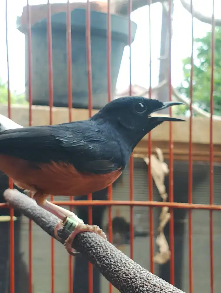 Muray Medan mapan prospek