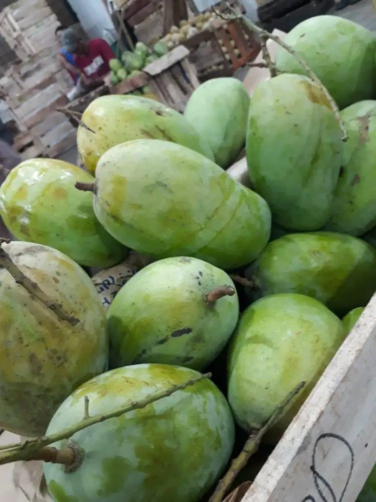 Mangga harum manis