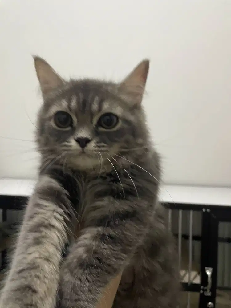 Kucing Persia Flat Nose Betina Usia 10 Bulan