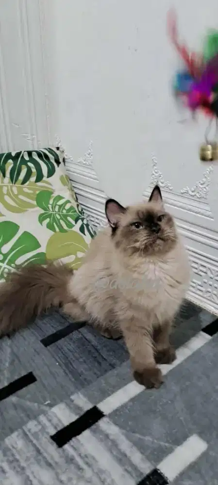 Kucing ragdol /kitten ragdol/kucing himalaya  cemong