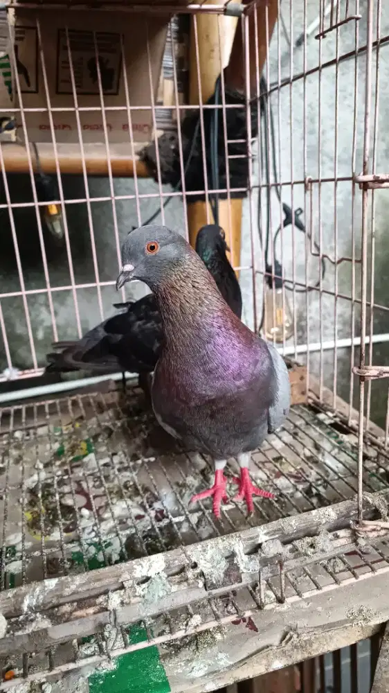 Burung dara merpati player