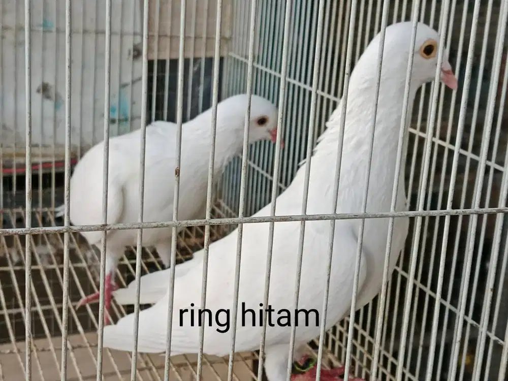 Jual merpati putih sepasang