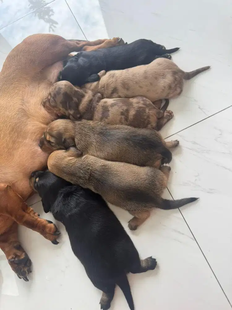 Pure Tekel Good Quality