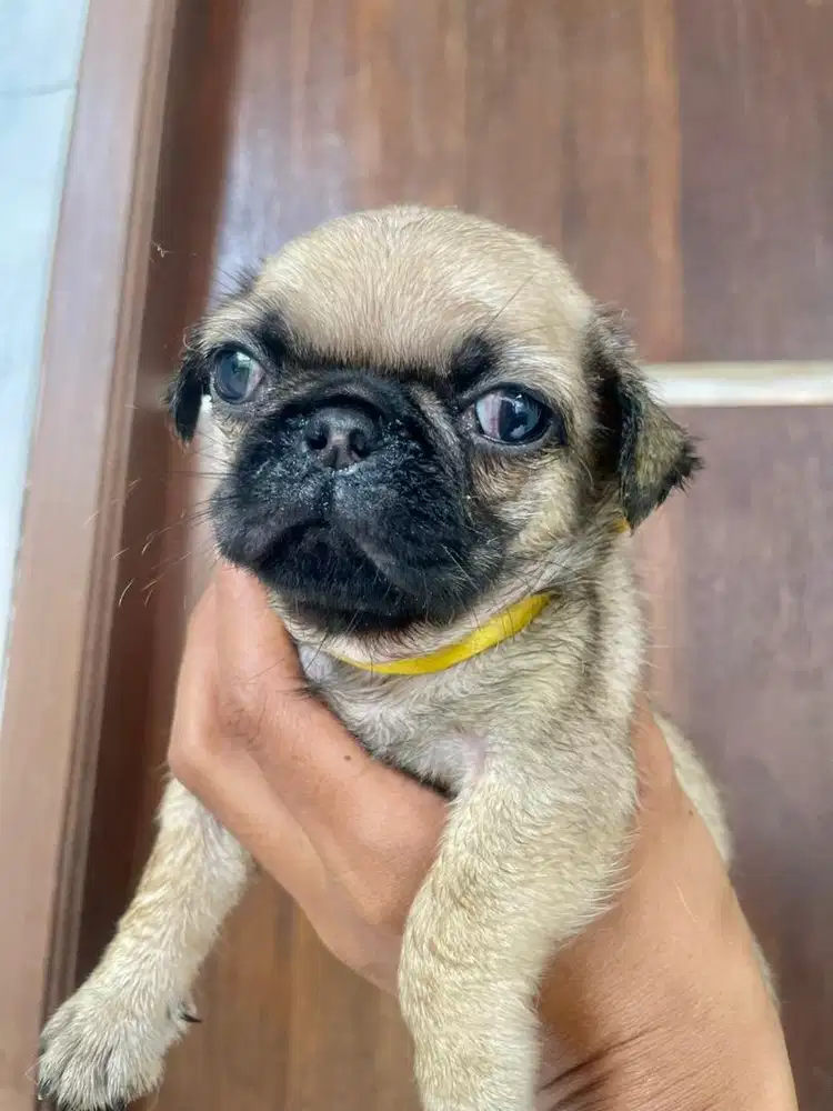 PUG jantan dan betina