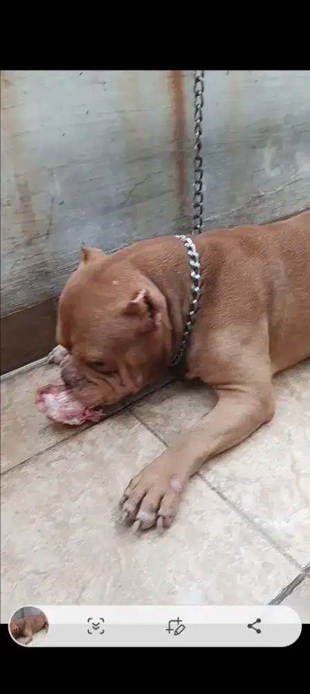 Anjing American bully excotic