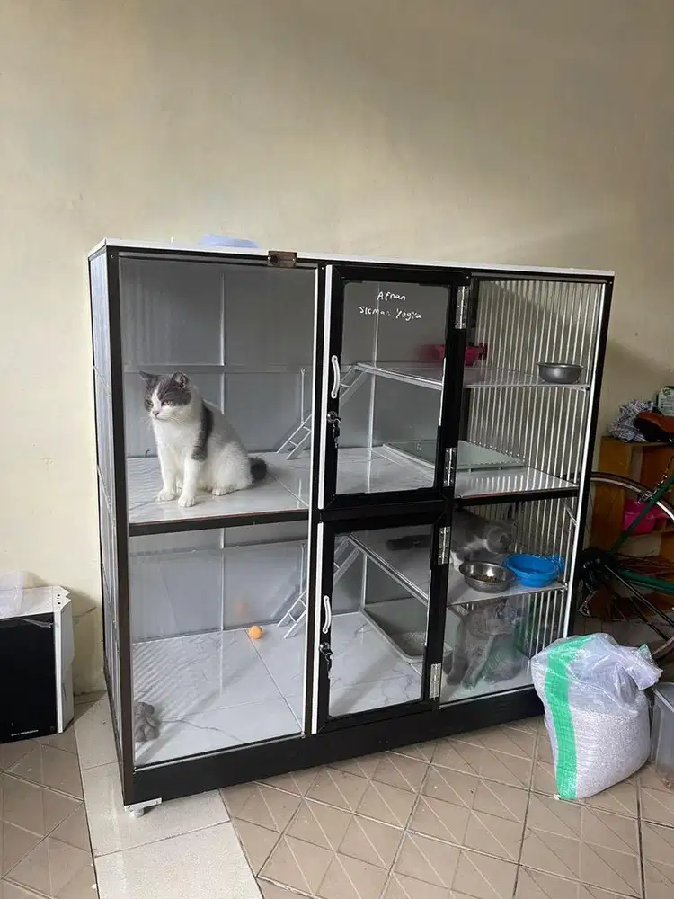 Lepas adopt se kandang,scootish straight