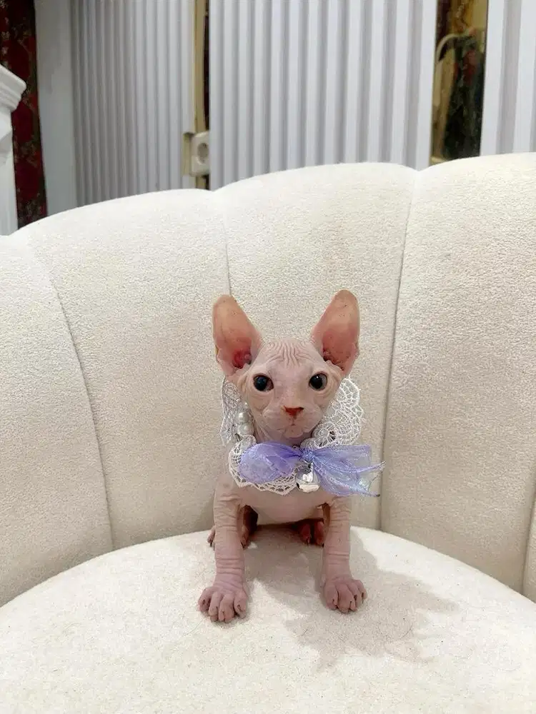 Sphynx Betina 2 bulan