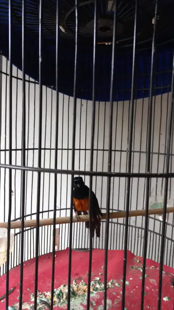 BURUNG MURAI BATU JANTAN SEHAT